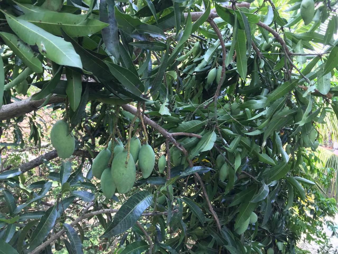 Suwani Pinnawala Homestay מראה חיצוני תמונה