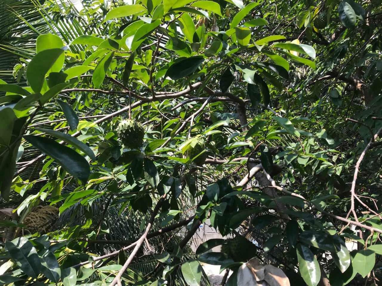 Suwani Pinnawala Homestay מראה חיצוני תמונה
